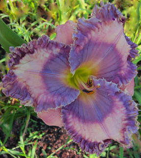 VIBRANT VIOLET RUFFLES